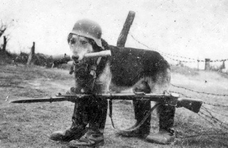 nazi_animals_1939